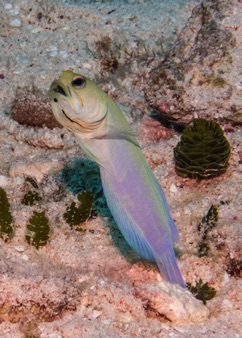 Yellow Head Jawfish with eggs