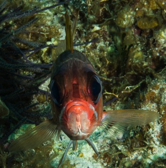 Squirrel Fish