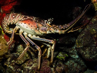 Lobster