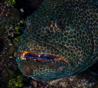 Tiger Grouper
