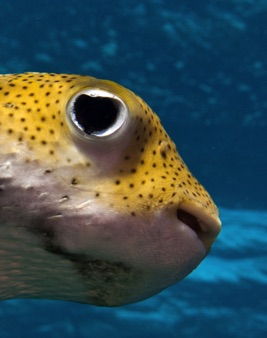 Balloon Fish
