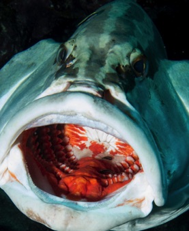 Nassau Grouper being cleaned
