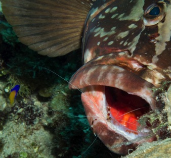 Nassau Grouper with Pederson Cleaner Shrimp