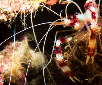 Banded Cleaner Shrimp