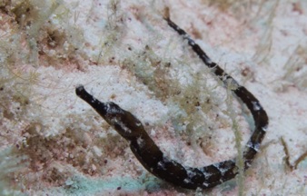 Pipe Fish